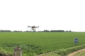 Để nông dân gắn bó với cây lúa hữu cơ