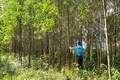 250 ha đất rừng của người dân Hải Chánh bị cho là xâm canh sắp có sổ đỏ