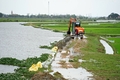 Cam Lộ: Ngập úng 1.192,5/1.288,5 ha lúa vụ Hè thu