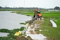 Cam Lộ: Ngập úng 1.192,5/1.288,5 ha lúa vụ Hè thu