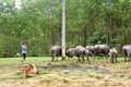 Nỗi lo “xe dù, bến cóc”