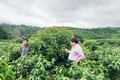 Niềm vui nhân đôi từ cây cà phê mít ở Hướng Hóa
