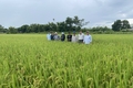 Chuyển đổi sang sản xuất nông nghiệp hữu cơ - Hướng phát triển bền vững