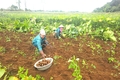 Kiên quyết không để ruộng lúa bị bỏ hoang do mưa lũ bất thường
