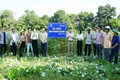 Kỳ vọng mô hình trồng cây gai xanh AP1