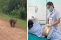 Đã bắt được cá thể khỉ tấn công cháu bé 10 tuổi ở xã Cam Lộ