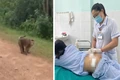 Đã bắt được cá thể khỉ tấn công cháu bé 10 tuổi ở xã Cam Lộ