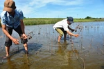 Mất trắng mùa sen, khó khăn tái sản xuất