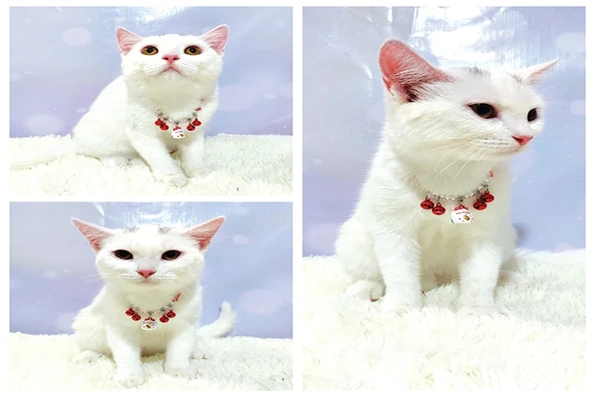 Nghề làm đẹp cho mèo