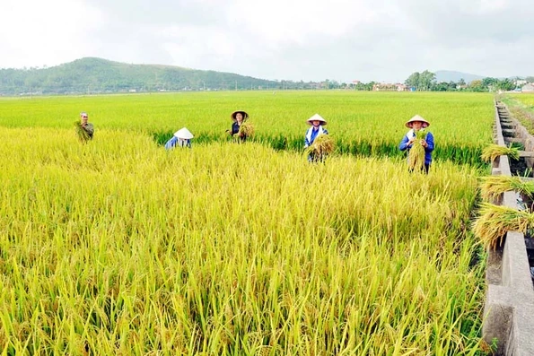 Sẽ hợp nhất, sáp nhập các hợp tác xã quy mô nhỏ, hoạt động yếu kém kéo dài