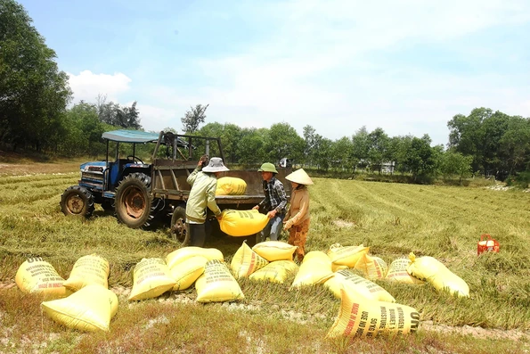 Những “hạt vàng” trên đồng cát Hà Tây