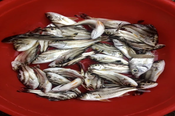 Cá kho nhạt nhưng đậm tình quê