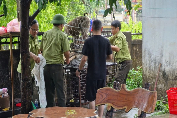 Đã bắt được cá thể khỉ tấn công cháu bé 10 tuổi ở xã Cam Lộ
