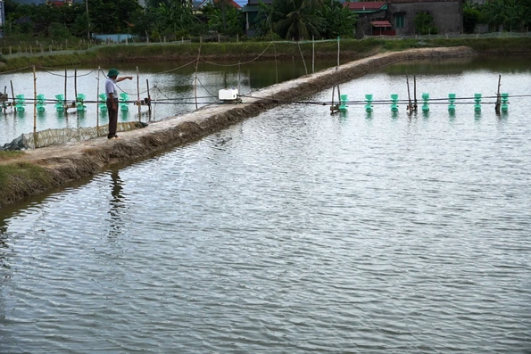 Nhiều diện tích tôm nuôi bị dịch bệnh